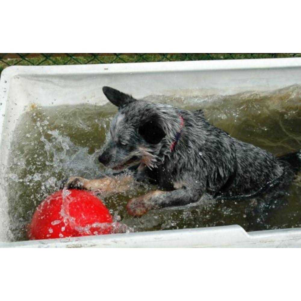 Pet Supplies C487205