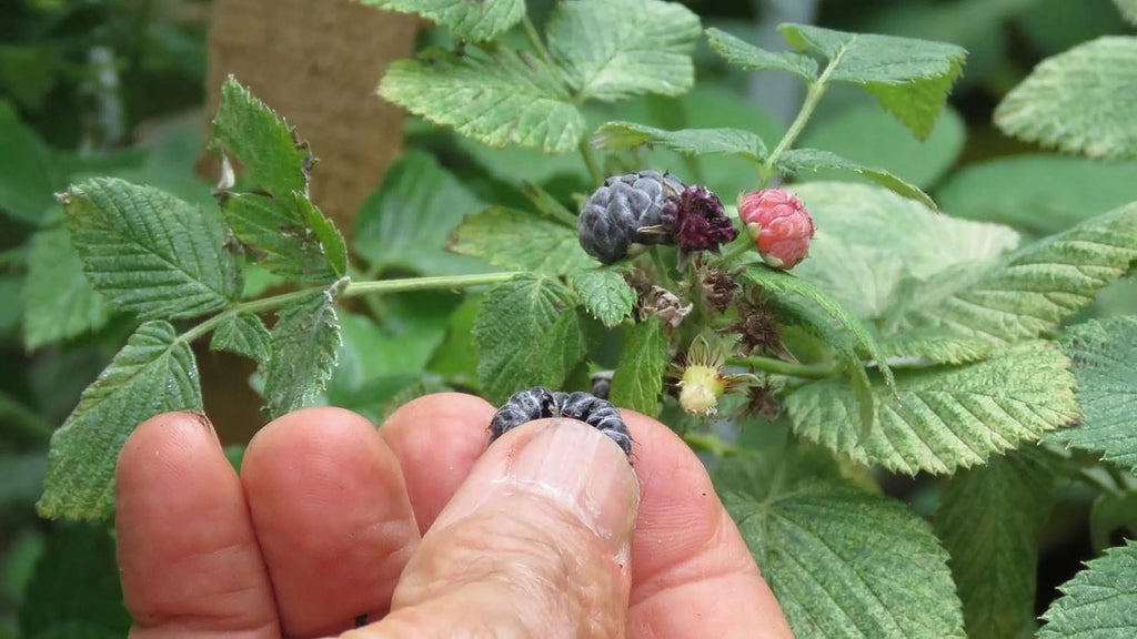 Raspberry Bush Live Plant in a 2 Inch Pot O5663