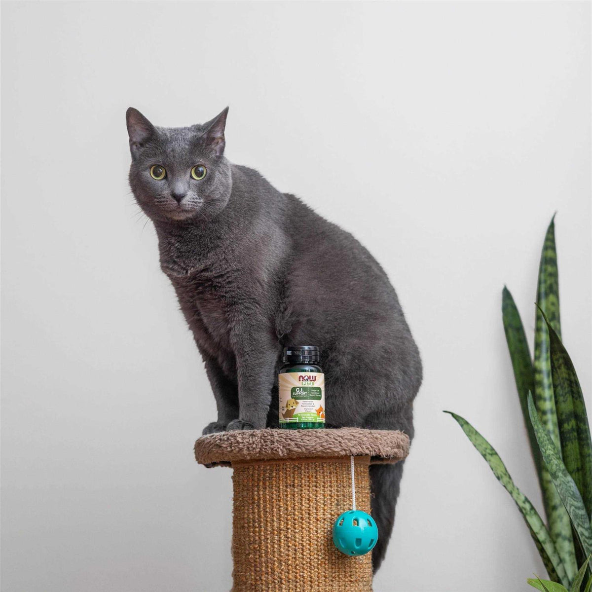 Pet Supplies X113425