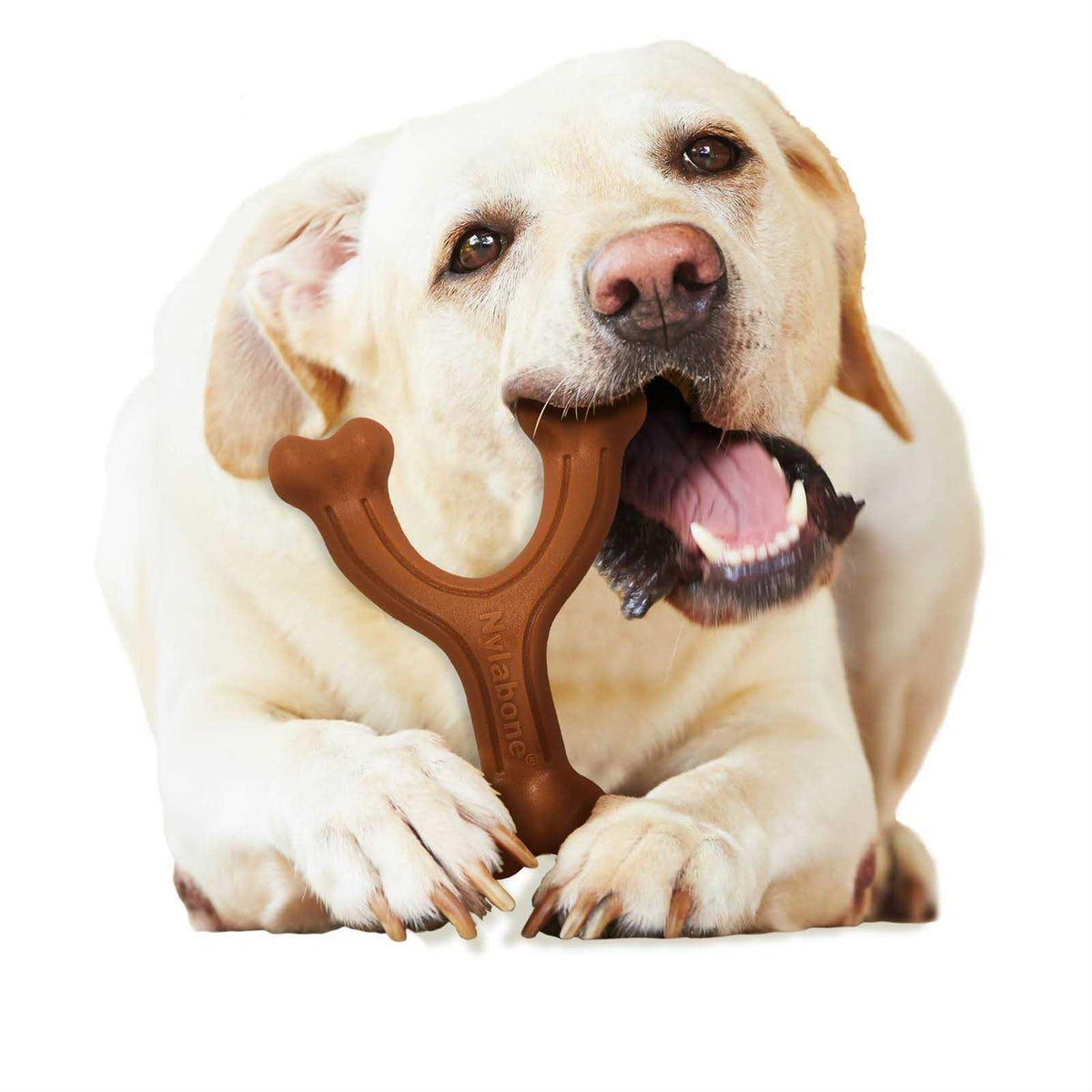 Power Chew Dog Toy J322419