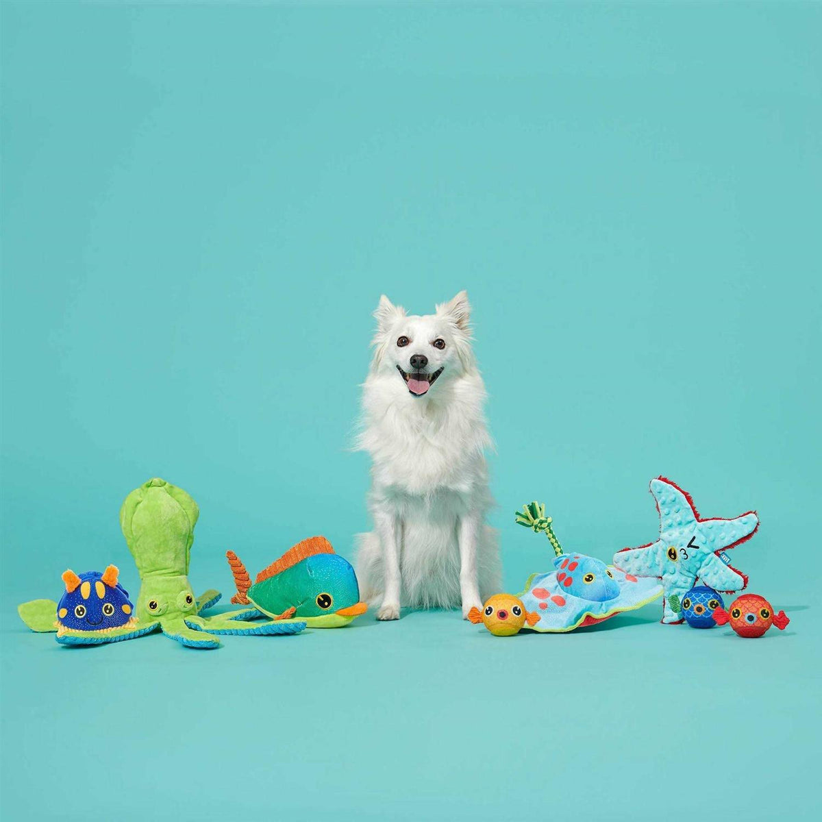 Dog Toy B625243