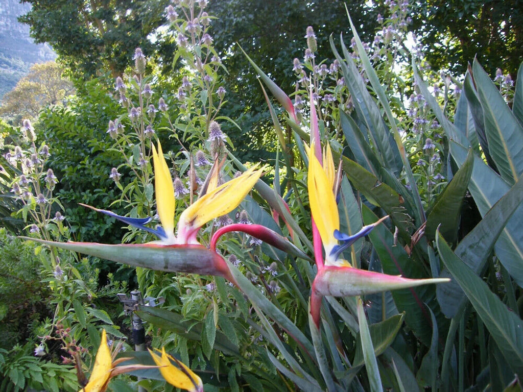 Yellow Bird of Paradise Strelitzia Reginae Small Rooted Plant K723834