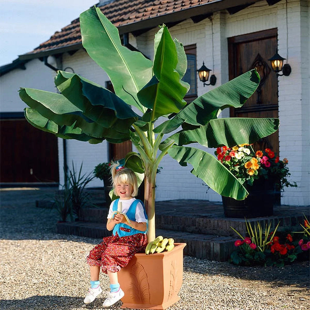 Dwarf Cavendish Banana Tree 1 Gal K3646
