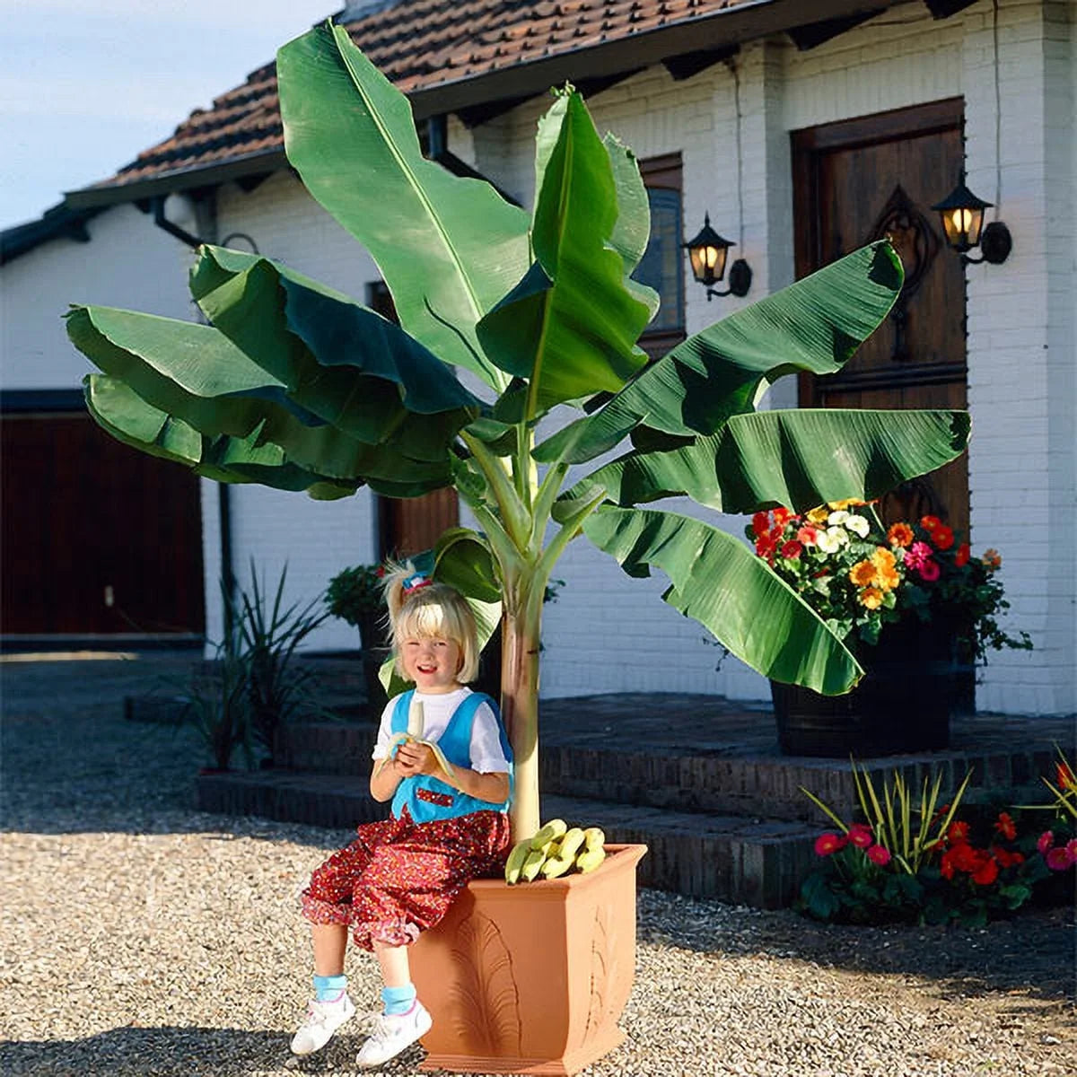 Dwarf Cavendish Banana Tree 1 Gal K3646