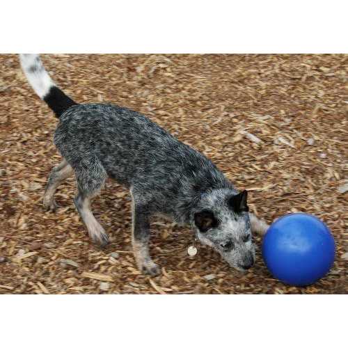Pet Supplies C487205