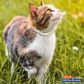 Flea & Tick Collar for Cats & Kittens M380315
