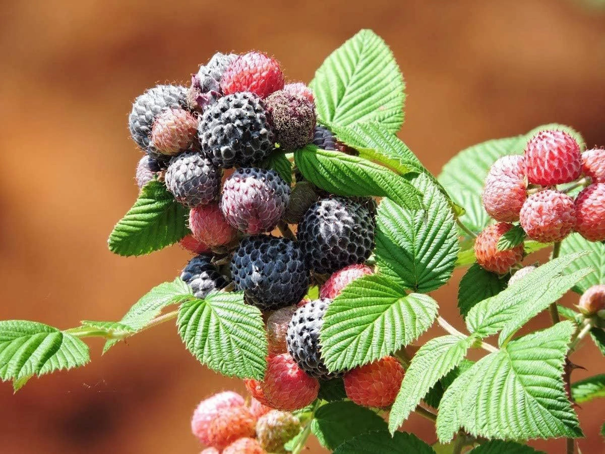 Raspberry Bush Live Plant in a 2 Inch Pot O5663