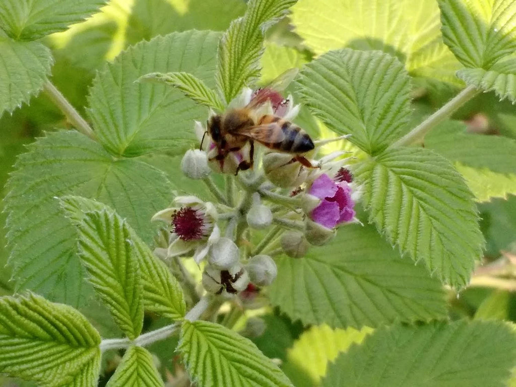 Raspberry Bush Live Plant in a 2 Inch Pot O5663