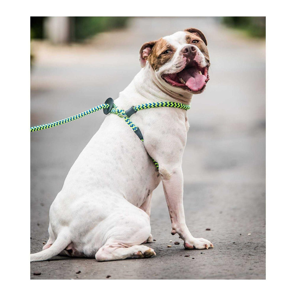 Dog Harness N1464