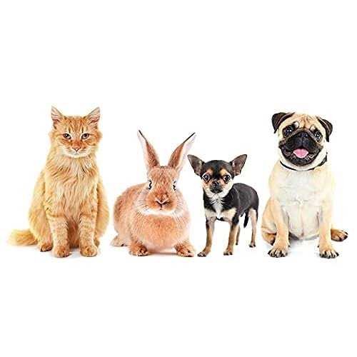 Lavender Pet Supplies Q85978