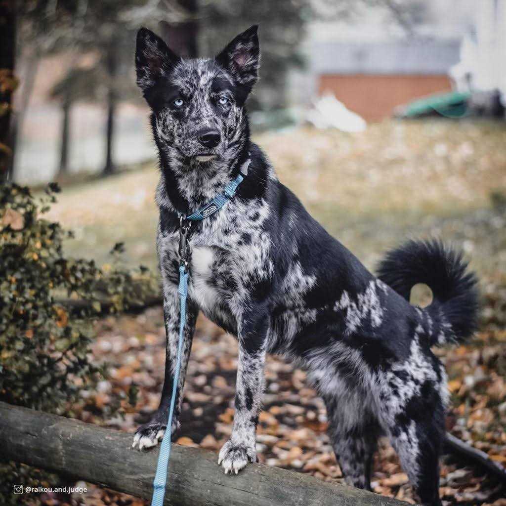 Reflective Adjustable Dog Collar H852035