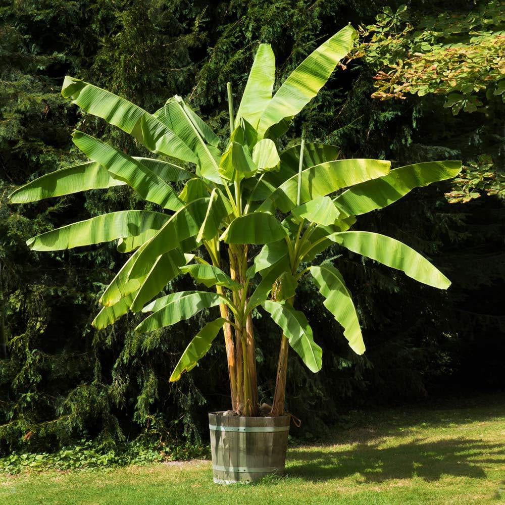 Dwarf Cavendish Banana Tree 1 Gal K3646