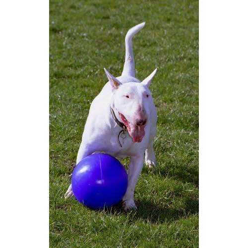 Pet Supplies C487205
