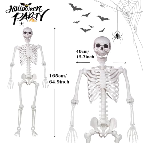 Life Size Skeleton with Movable Joints U404388
