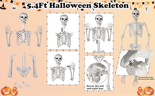 Life Size Skeleton with Movable Joints U404388