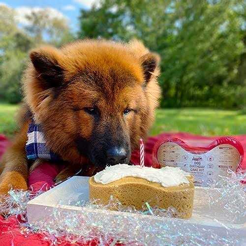 Dog Birthday Cake Kit V669932