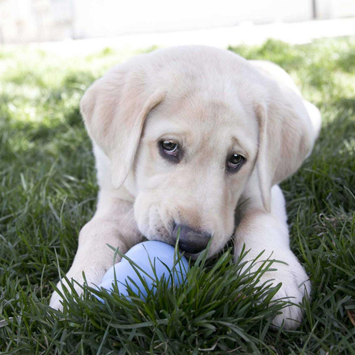 Puppy Toy G35718