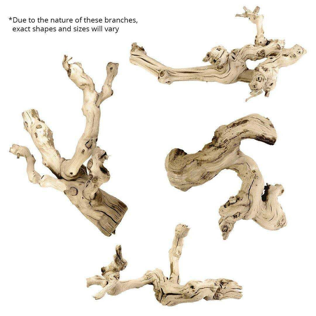 Grapewood Branch T9792