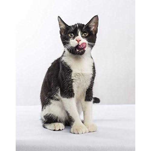Grain-Free Dry Small Bite Cat Food L90313