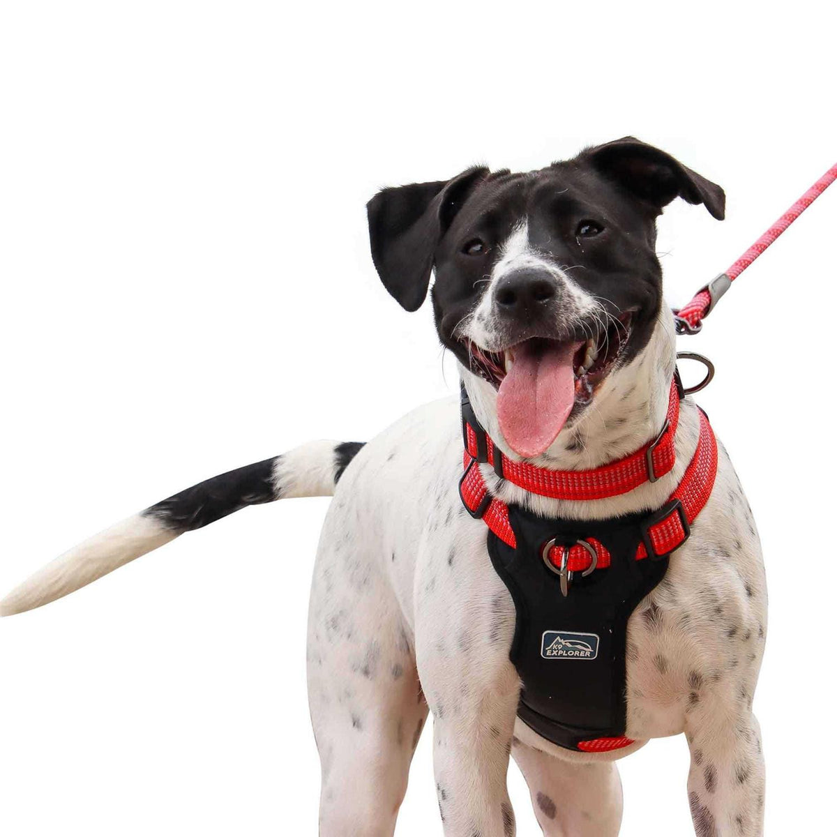 Reflective Adjustable Dog Collar H852035