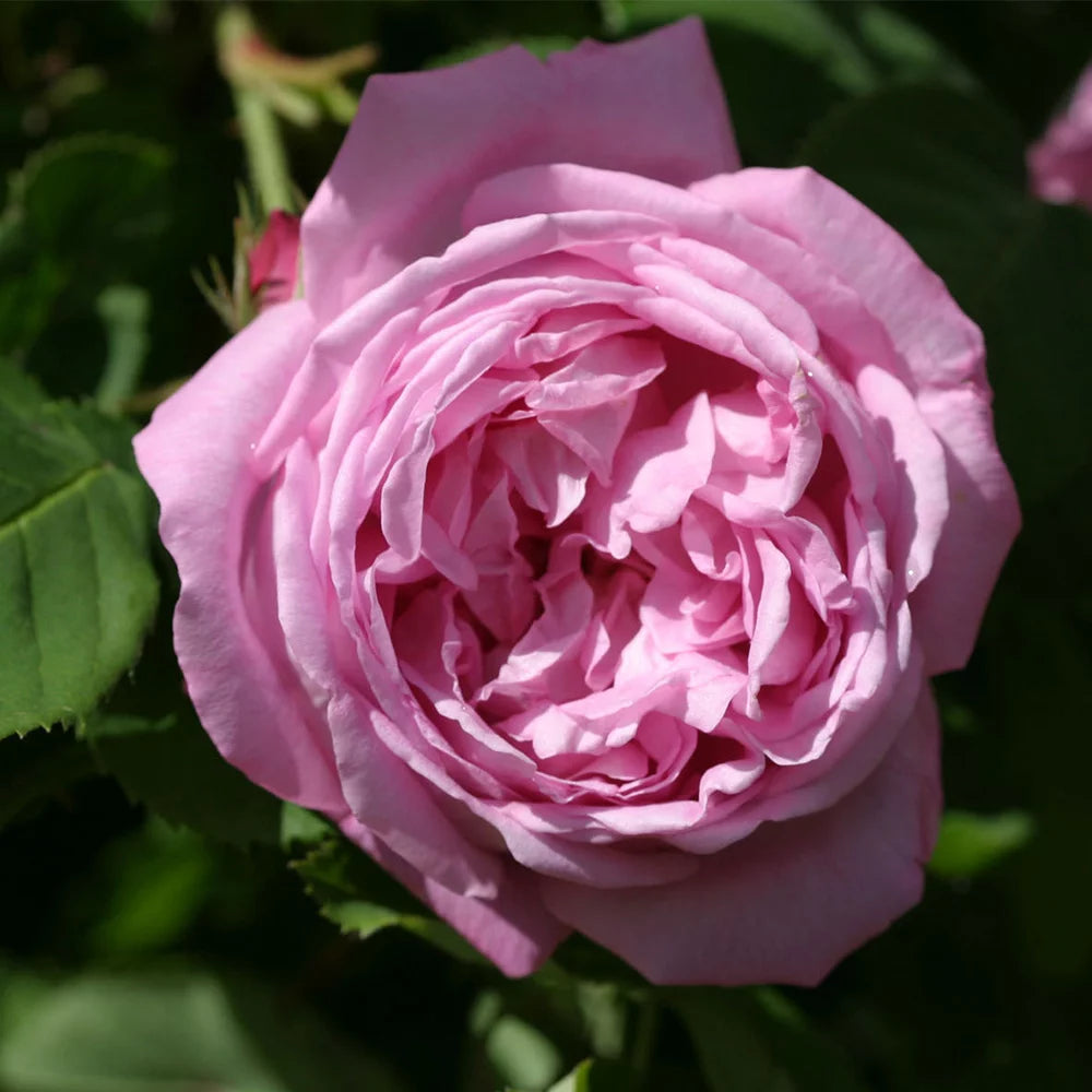 Fragrant Live Plant Pink Rose Bush M232442