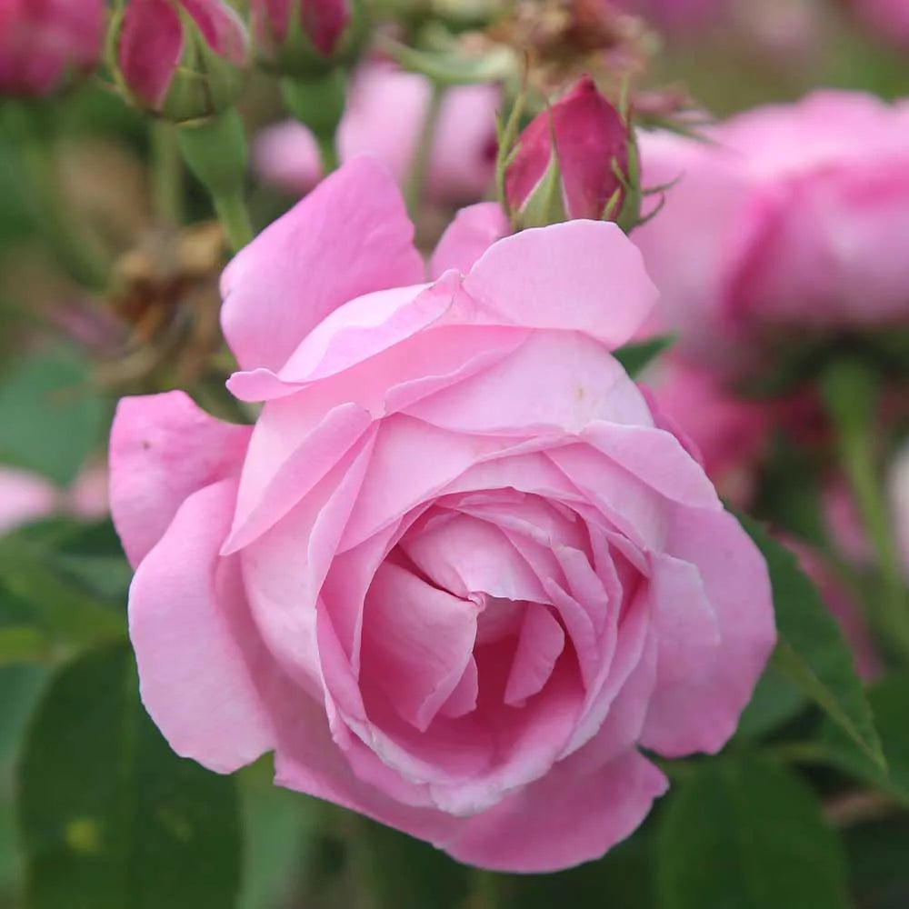 Fragrant Live Plant Pink Rose Bush M232442