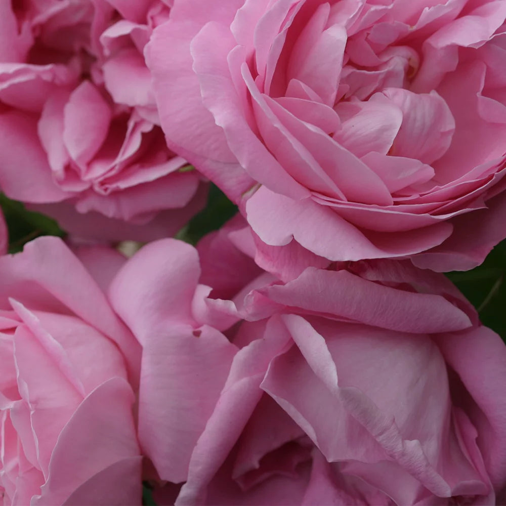 Fragrant Live Plant Pink Rose Bush M232442