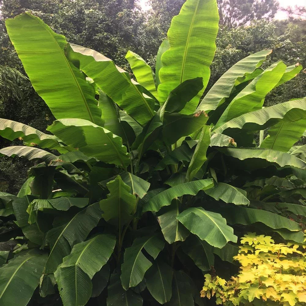 Dwarf Cavendish Banana Tree 1 Gal K3646