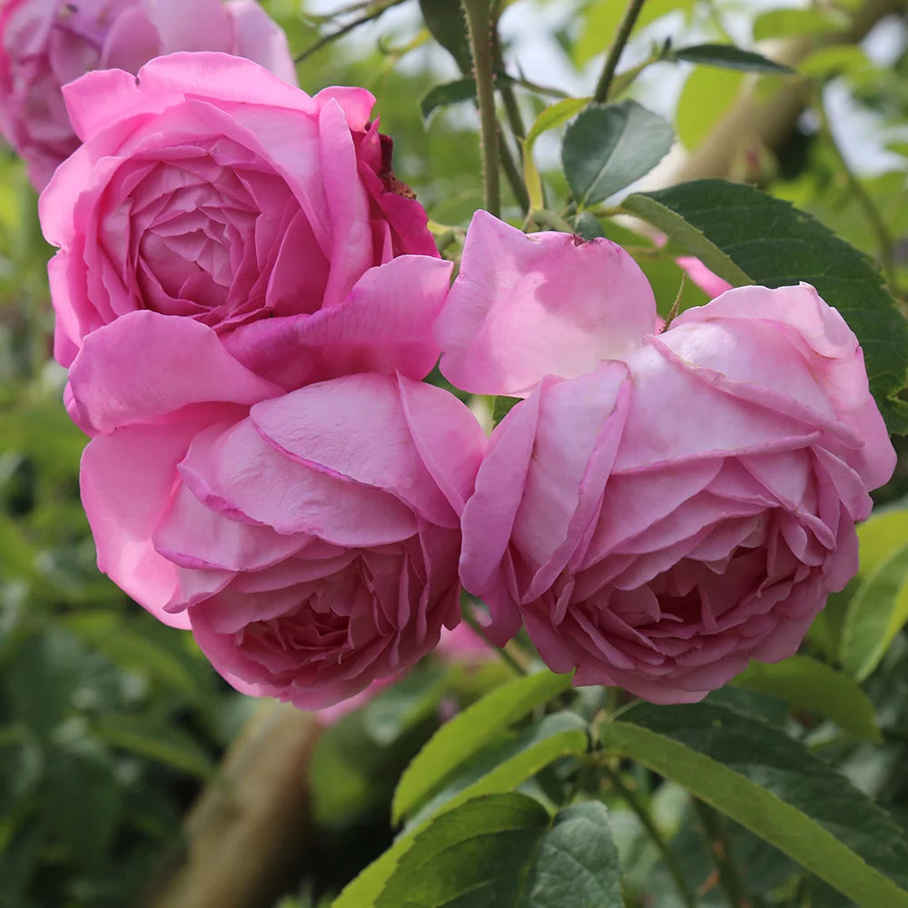 Fragrant Live Plant Pink Rose Bush M232442