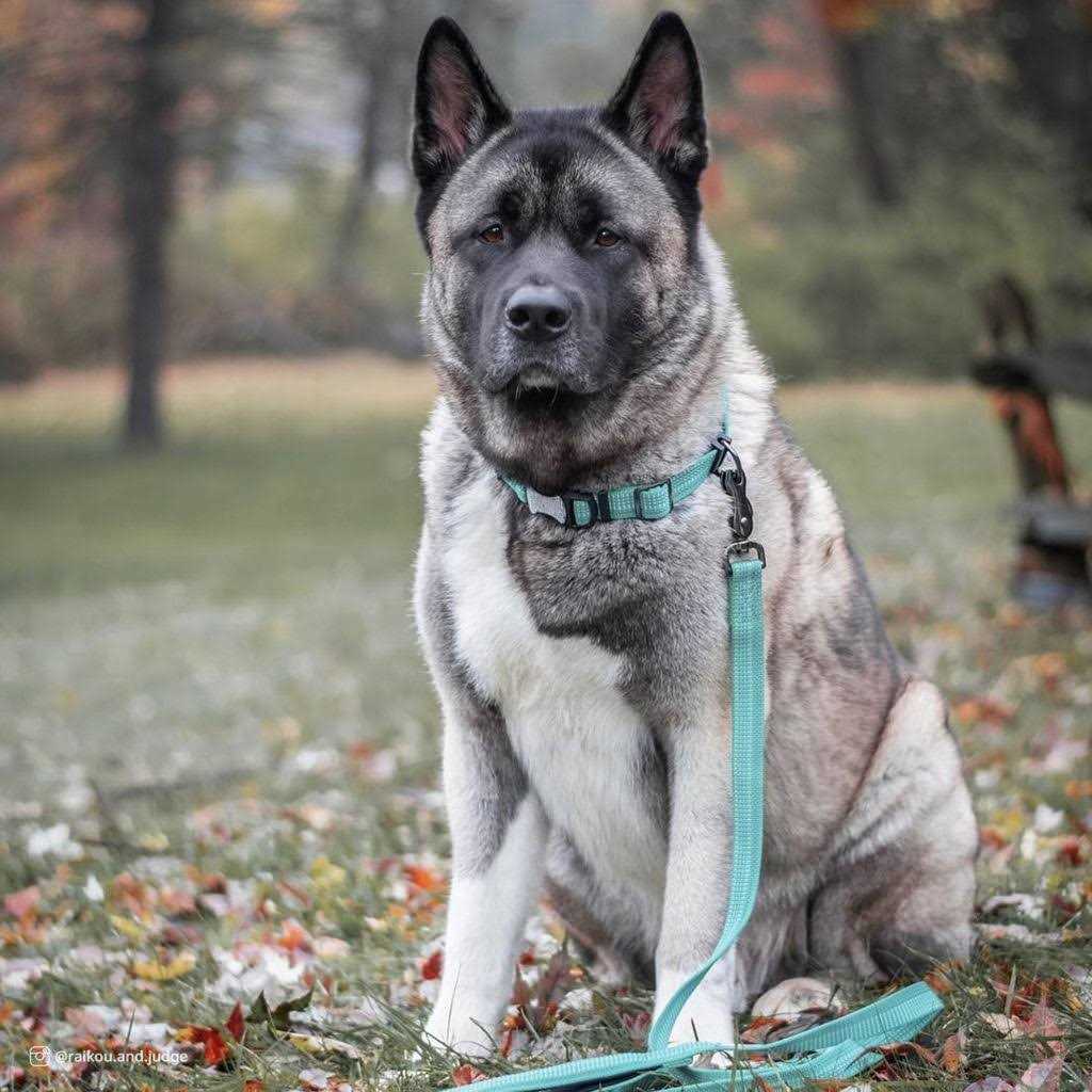 Reflective Adjustable Dog Collar H852035