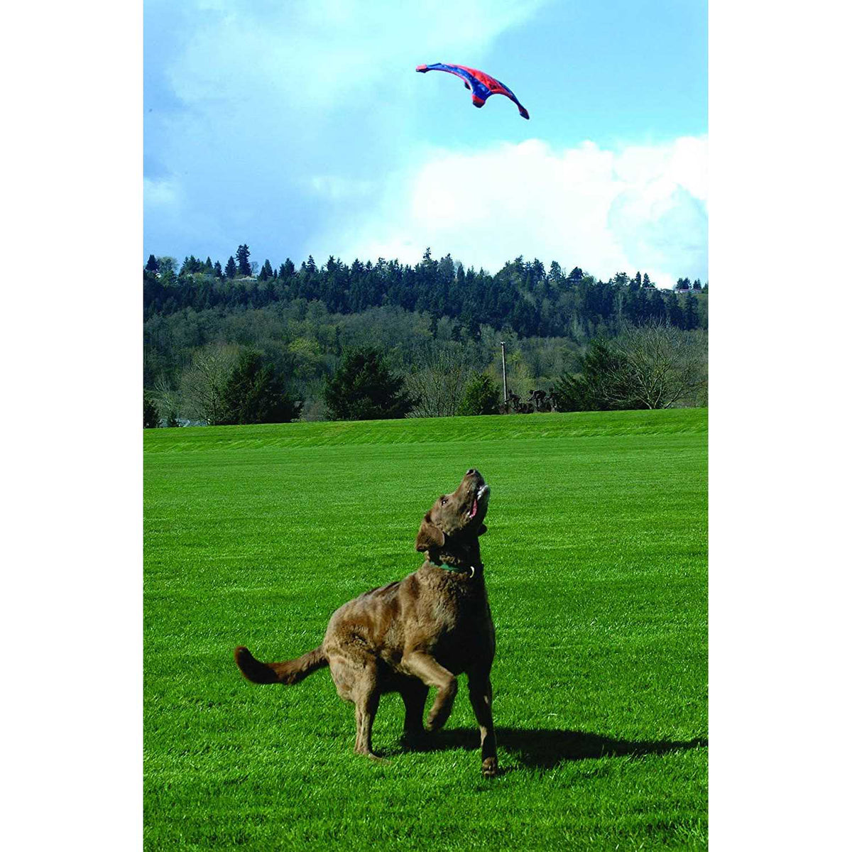 Flying Squirrel Toy G4910