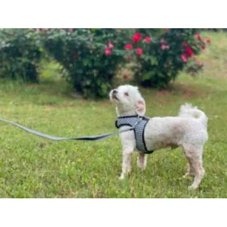 Gingham Dog Harness Vest S496625