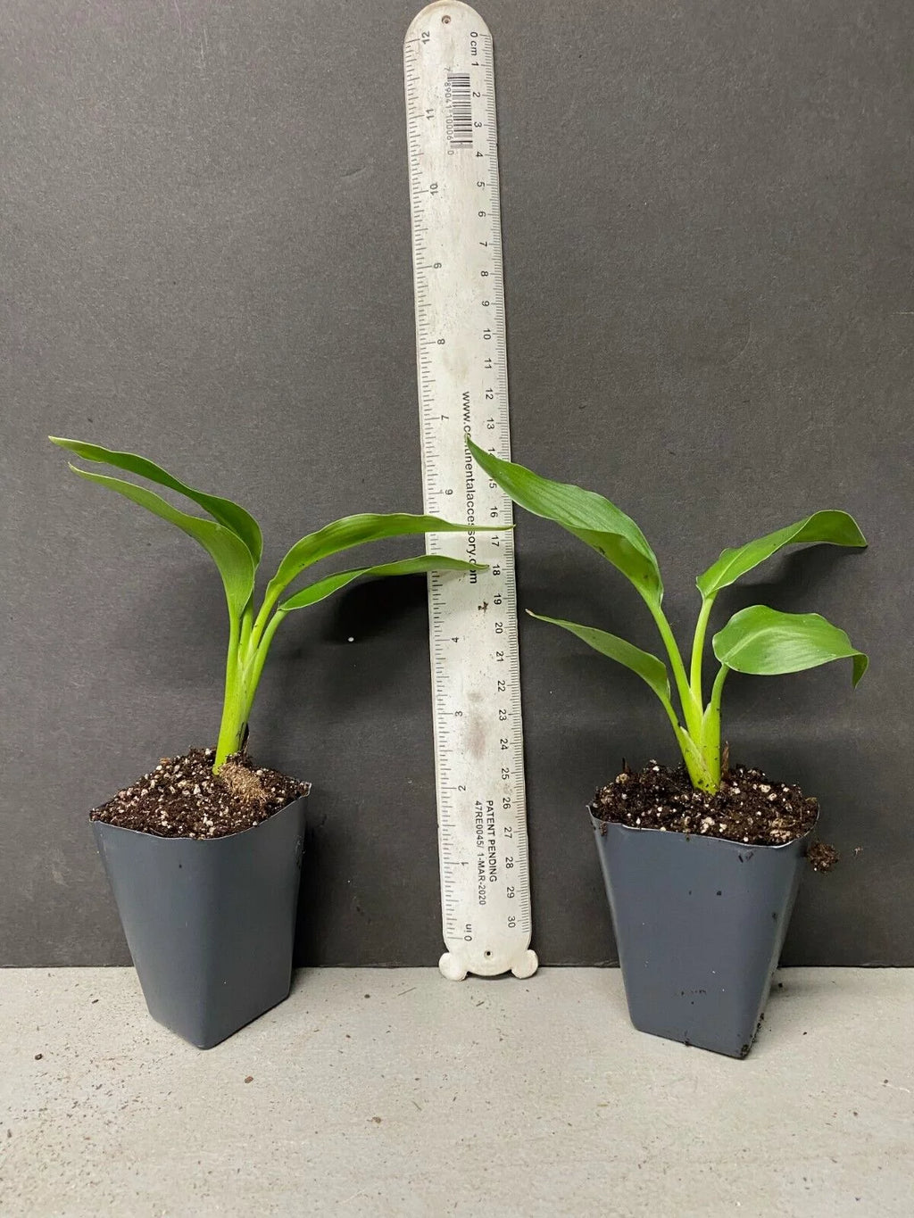 Yellow Bird of Paradise Strelitzia Reginae Small Rooted Plant K723834