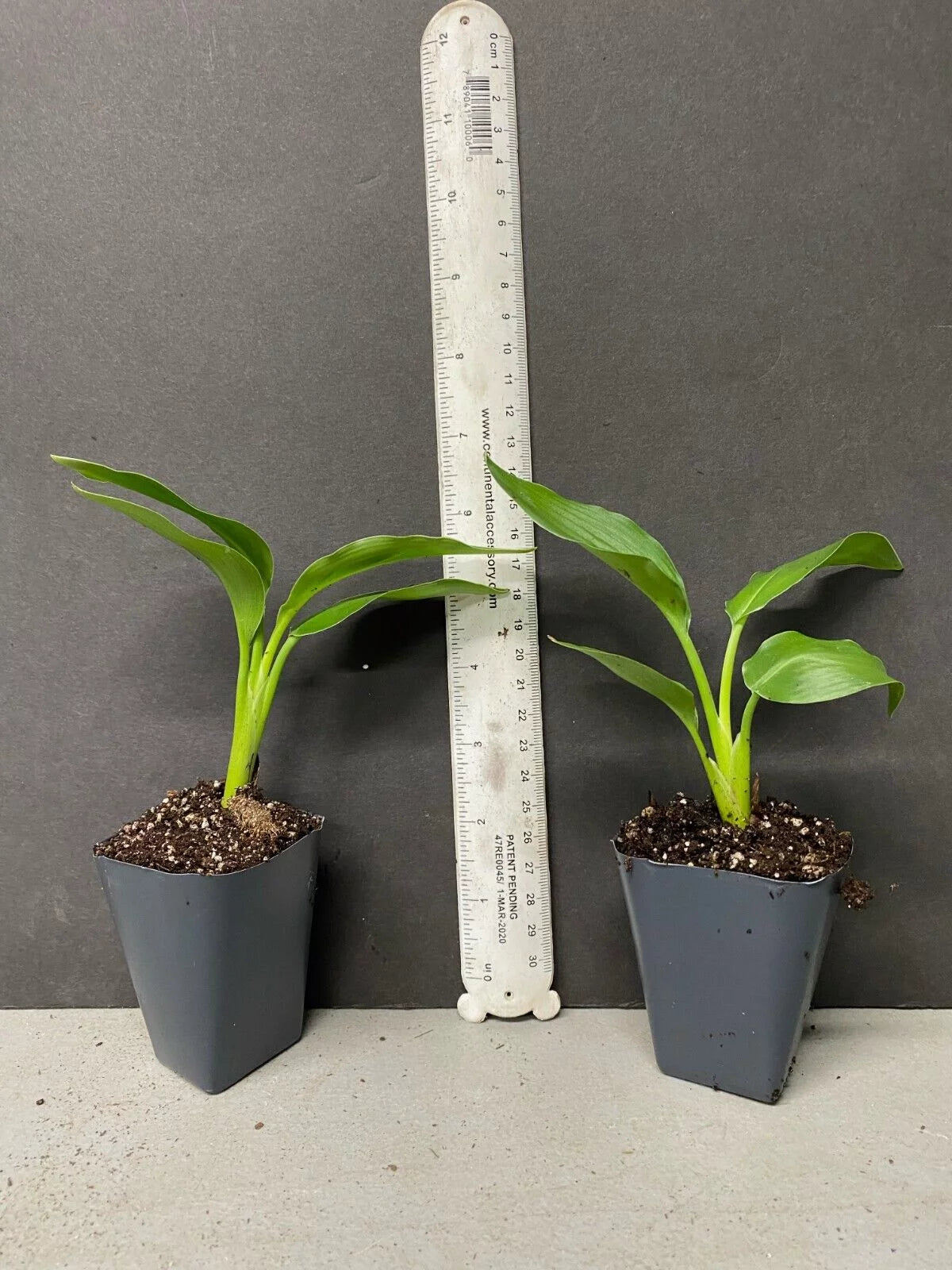 Yellow Bird of Paradise Strelitzia Reginae Small Rooted Plant K723834