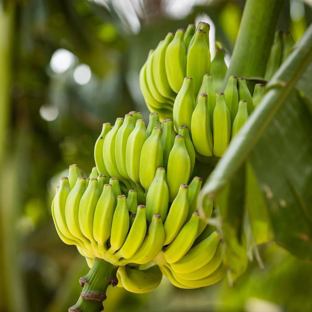 Dwarf Cavendish Banana Tree 1 Gal K3646
