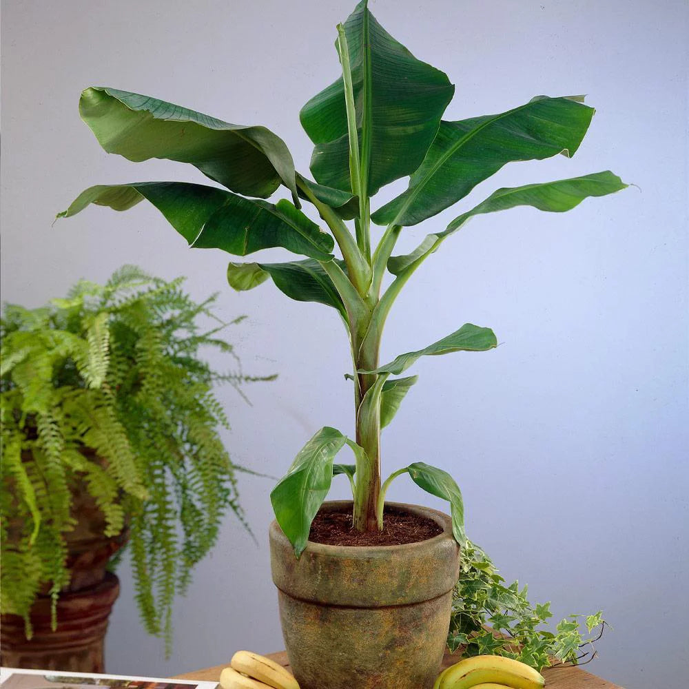 Dwarf Cavendish Banana Tree 1 Gal K3646