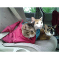 Cozy Comfort Carrier J5083