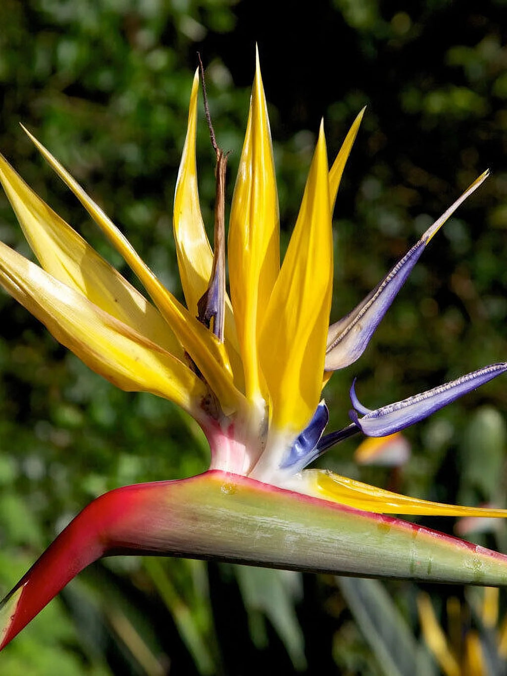 Yellow Bird of Paradise Strelitzia Reginae Small Rooted Plant K723834