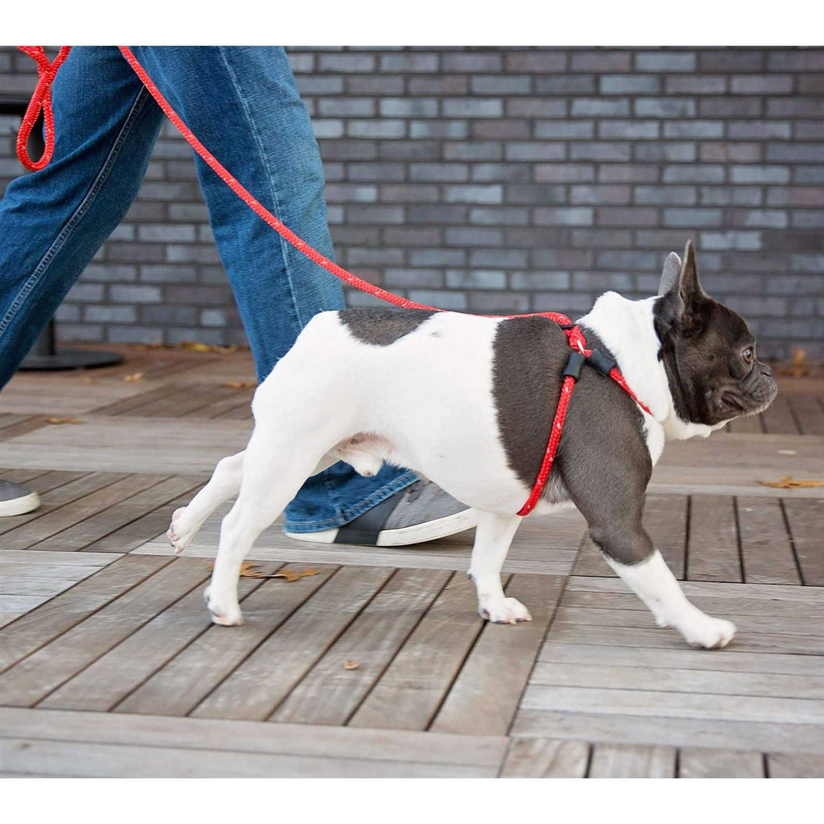 Dog Harness N1464