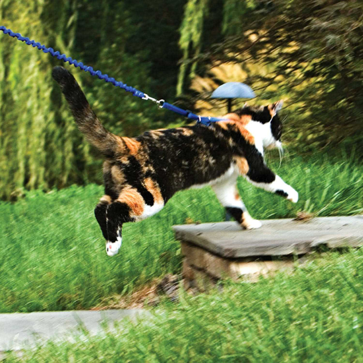 Come with Me Kitty Harness Bungee Leash E538380