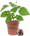 Raspberry Bush Live Plant in a 2 Inch Pot O5663