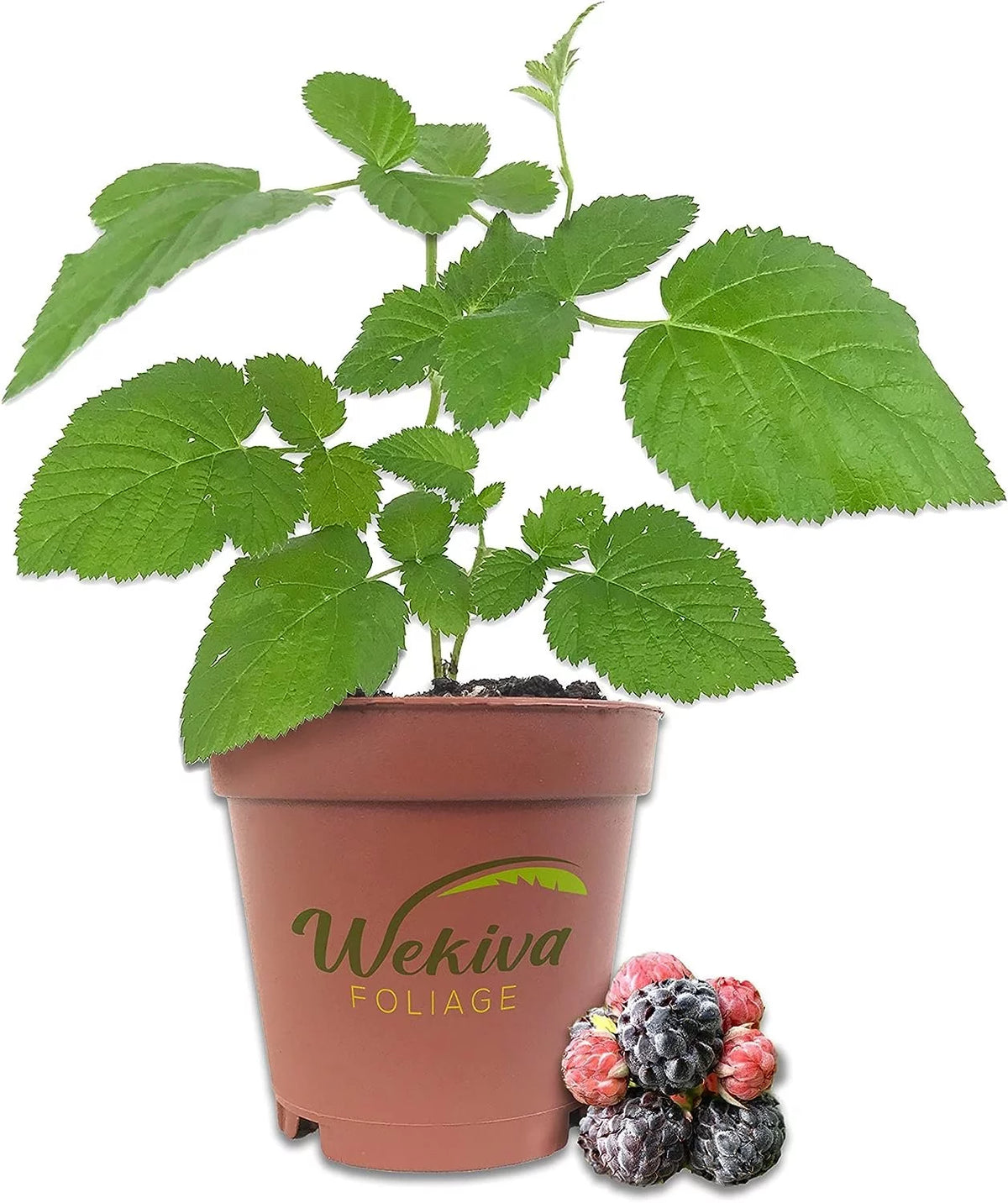 Raspberry Bush Live Plant in a 2 Inch Pot O5663
