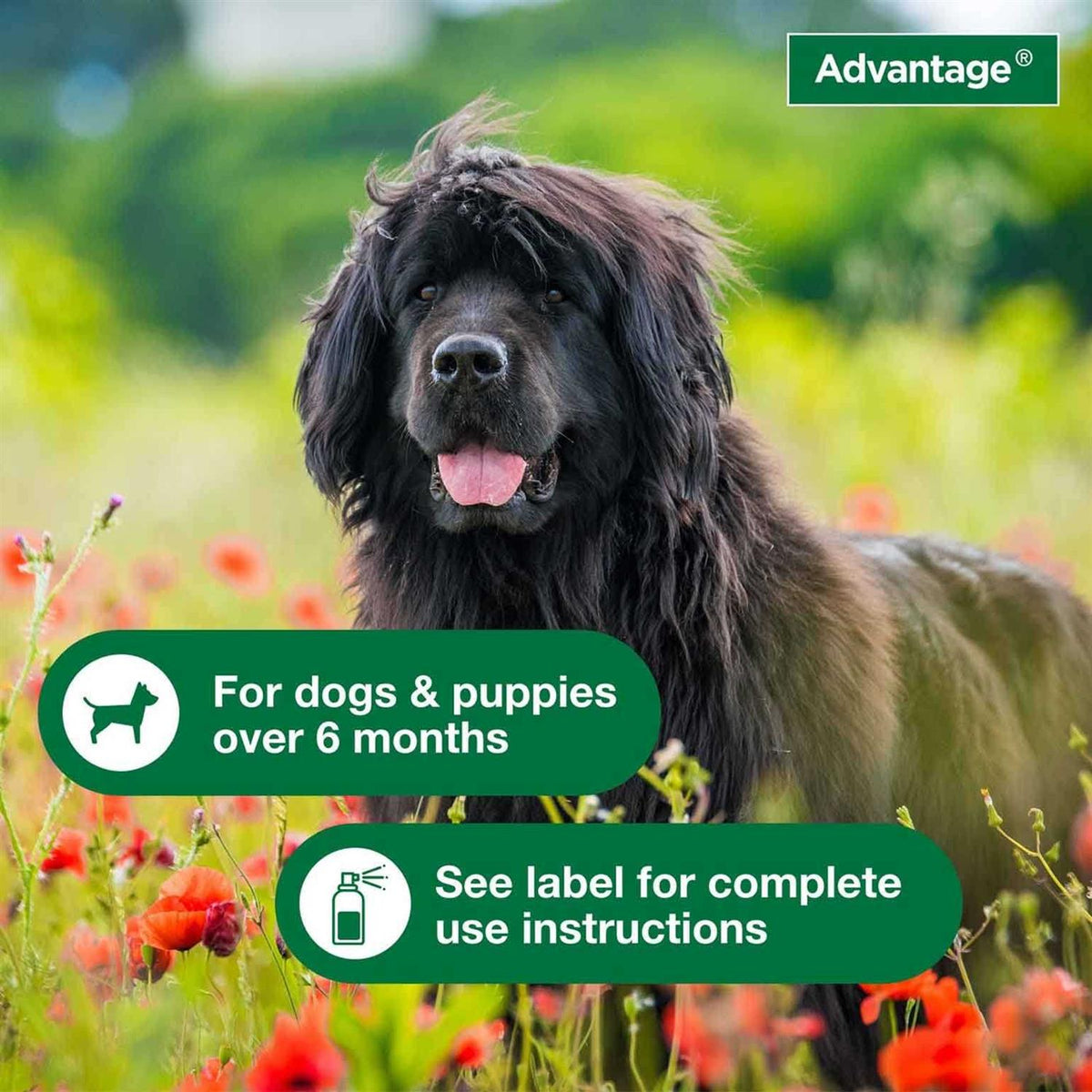 Flea & Tick Treatment Spray for Dogs F132