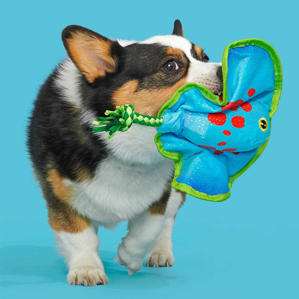 Dog Toy B625243
