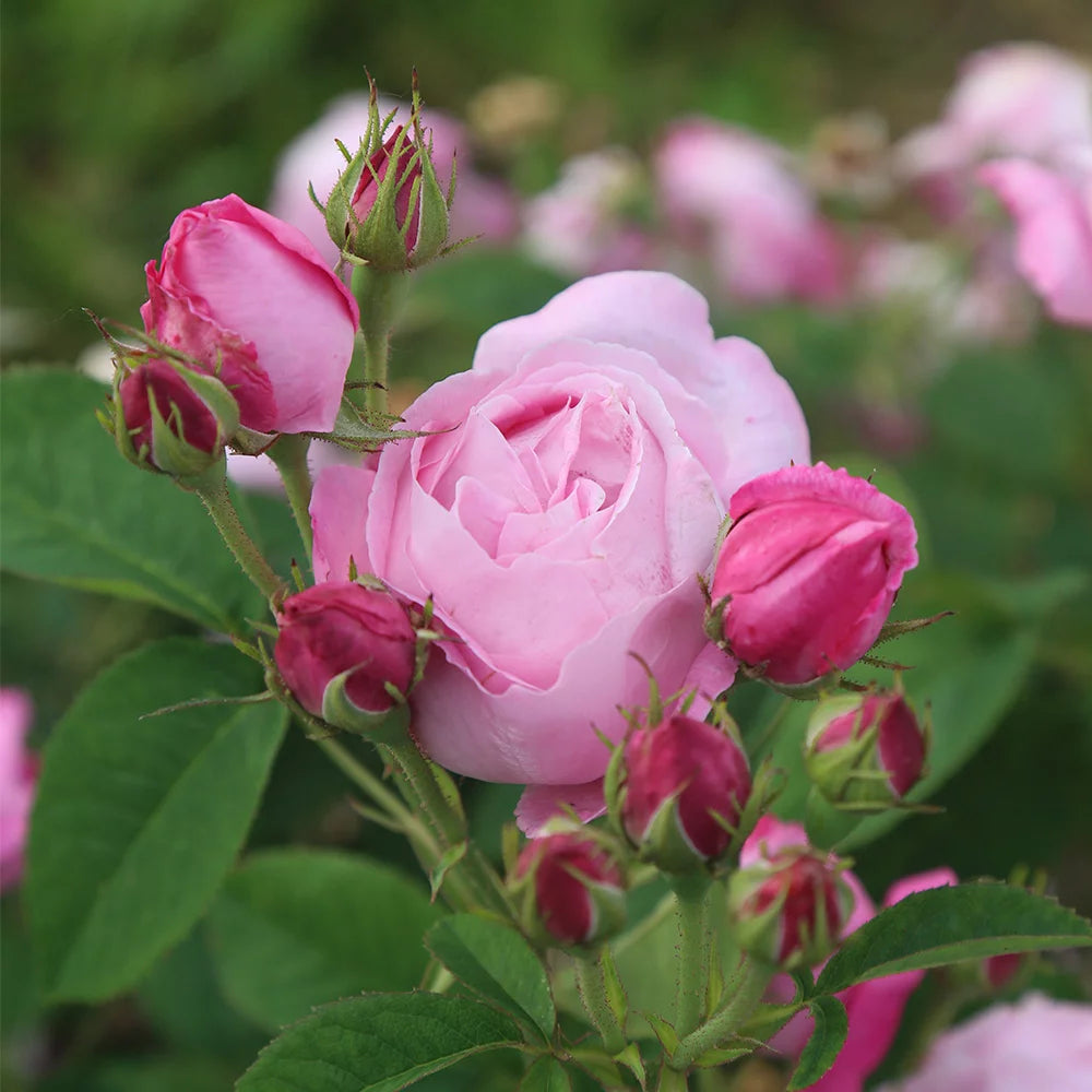 Fragrant Live Plant Pink Rose Bush M232442