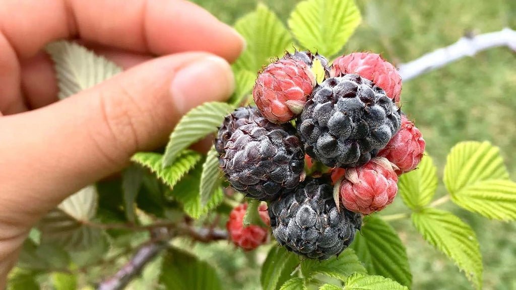 Raspberry Bush Live Plant in a 2 Inch Pot O5663