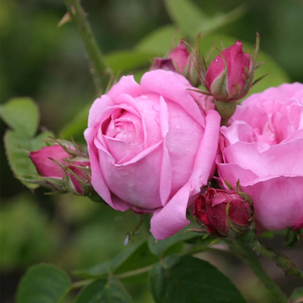 Fragrant Live Plant Pink Rose Bush M232442