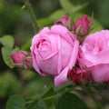 Fragrant Live Plant Pink Rose Bush M232442